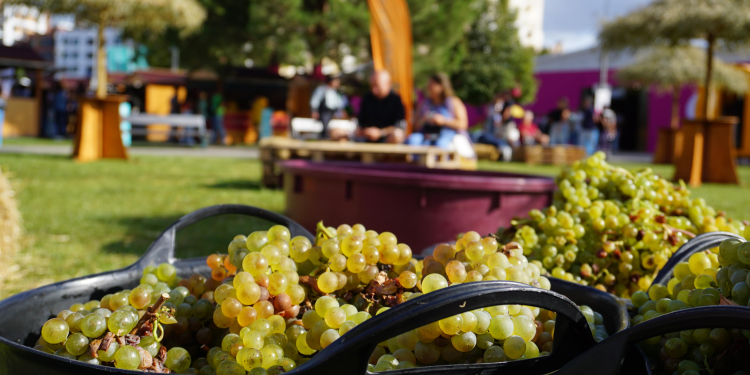Baja Llama’s Guide to Alma Do Vinho: Portugal’s Ultimate Wine Festival