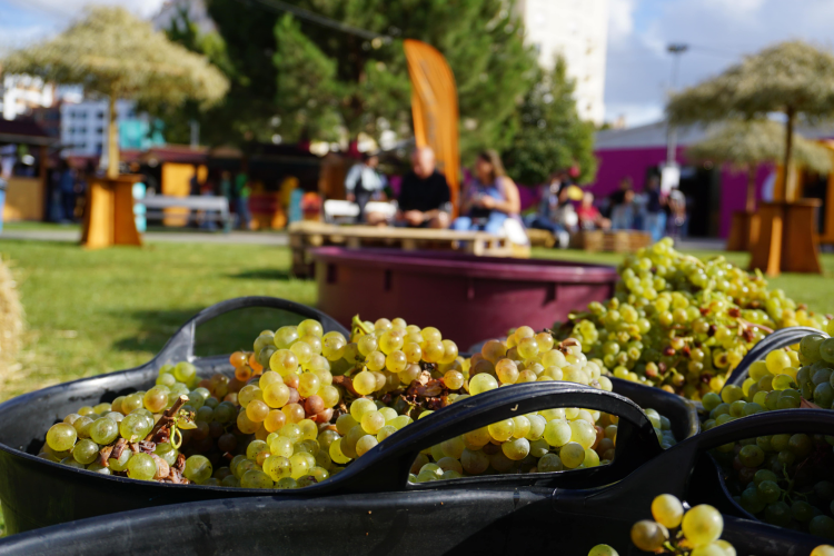 Baja Llama’s Guide to Alma Do Vinho: Portugal’s Ultimate Wine Festival